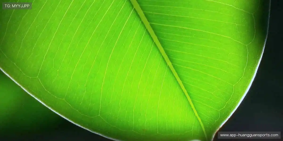 独家视角,让热爱零距离!📺✨